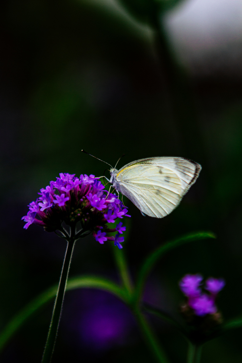 蝴蝶采蜜 - 易生沉 - 图虫