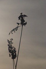 DSC_0605.JPG