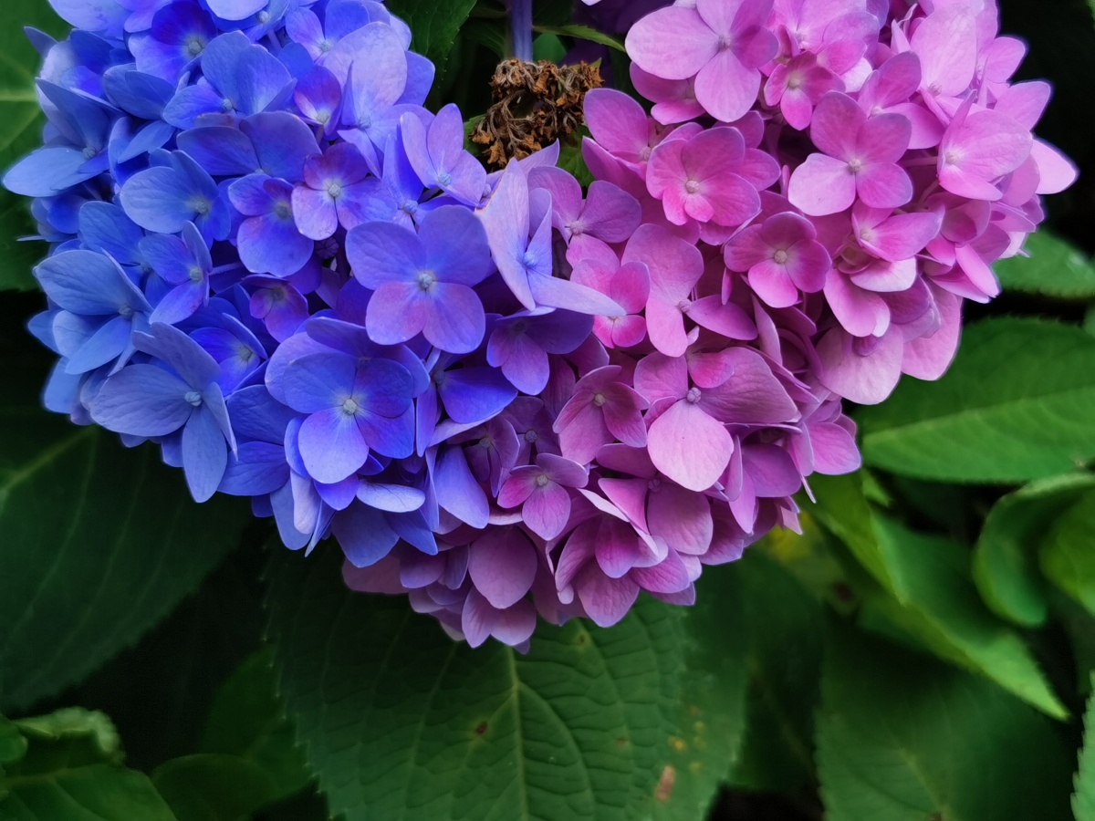 连绣球花都是爱你的形状?