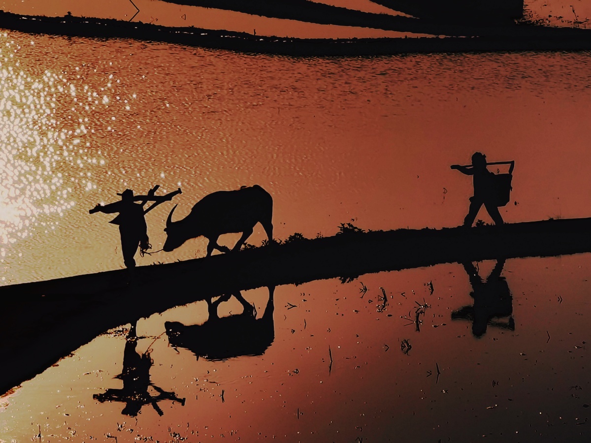 作品暮归华为p30pro摄于云南元阳梯田