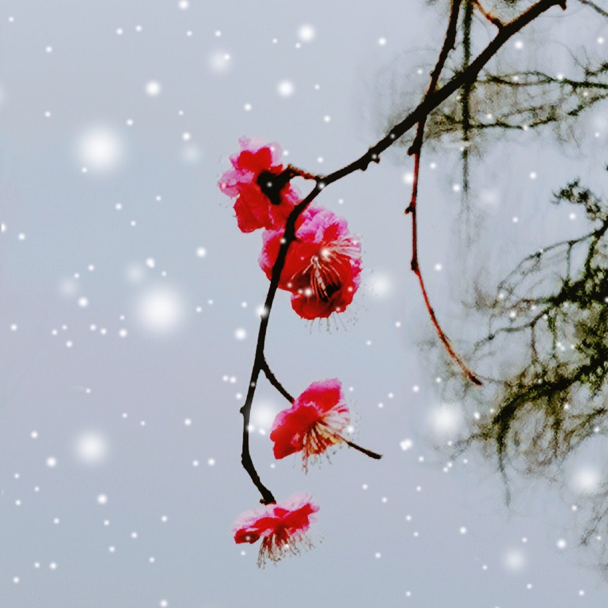 作品雪梅华为p30pro
