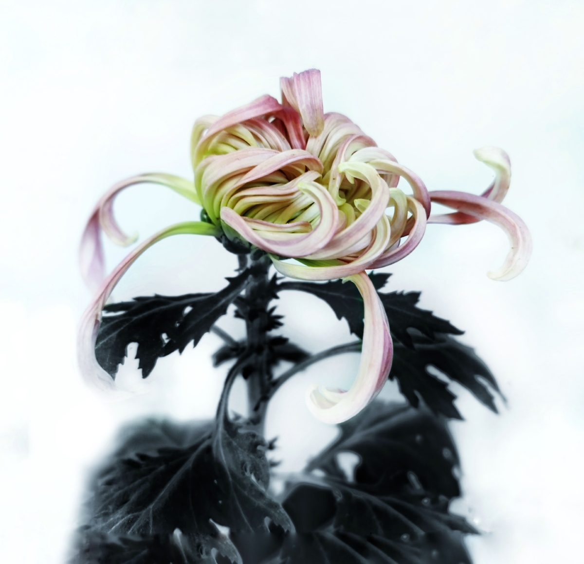 菊花水墨画意风格华为p30pro摄于杭州长三角菊花精品展