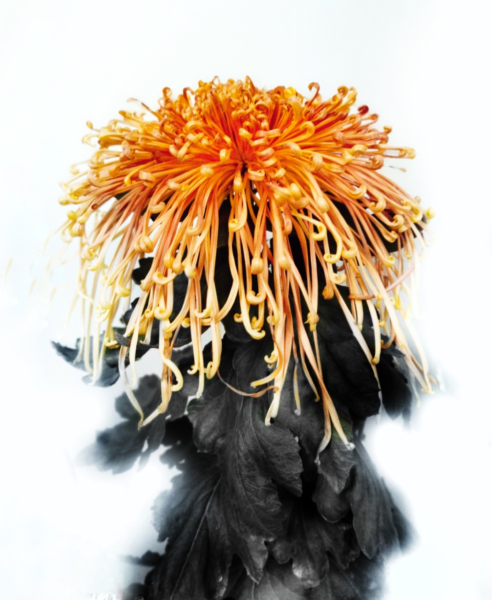 菊花水墨画意风格华为p30pro摄于杭州长三角菊花精品展