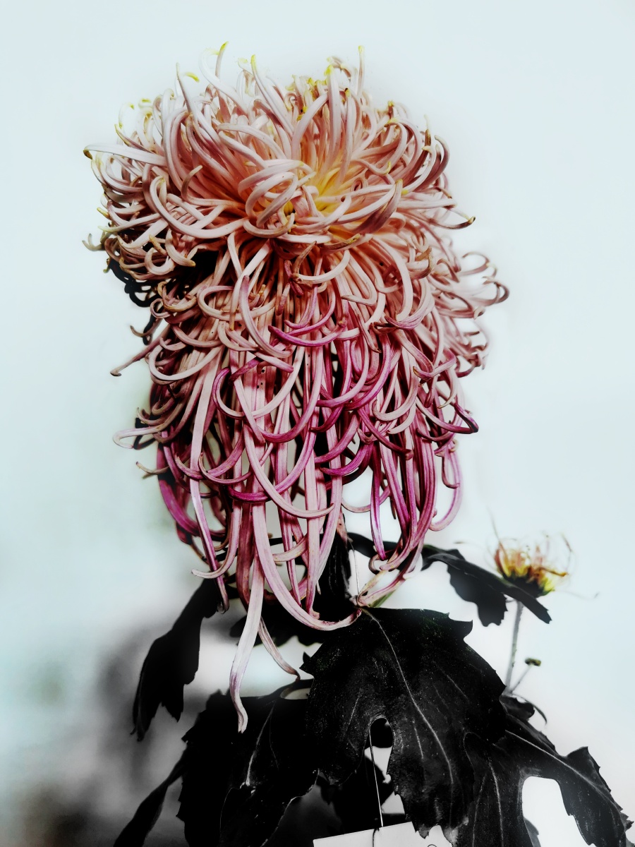 菊花水墨画意风格华为p30pro摄于杭州长三角菊花精品展