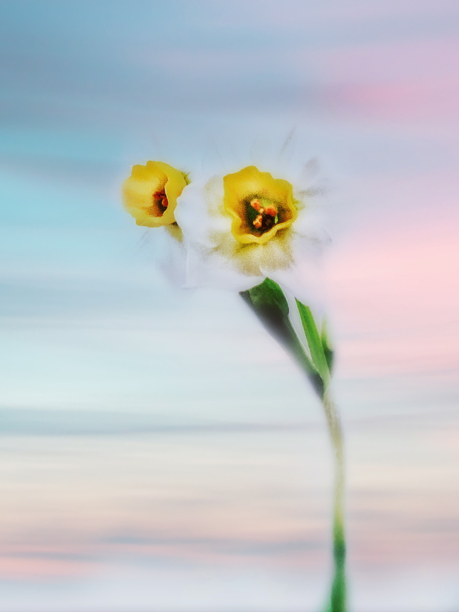 作品水仙华为p30pro