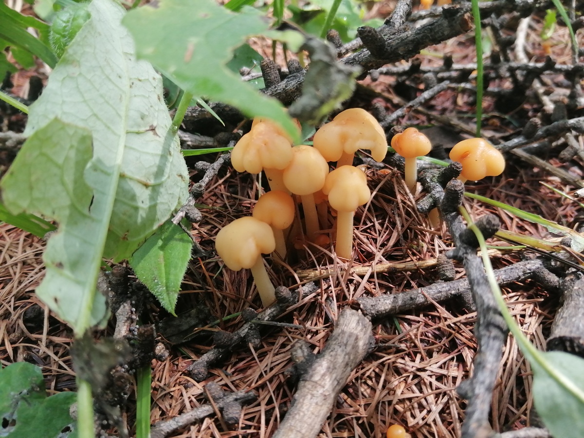 1/1我们这群拍海人卖图晒单分享叶子食品植物蘑菰接地还没有人打赏,快