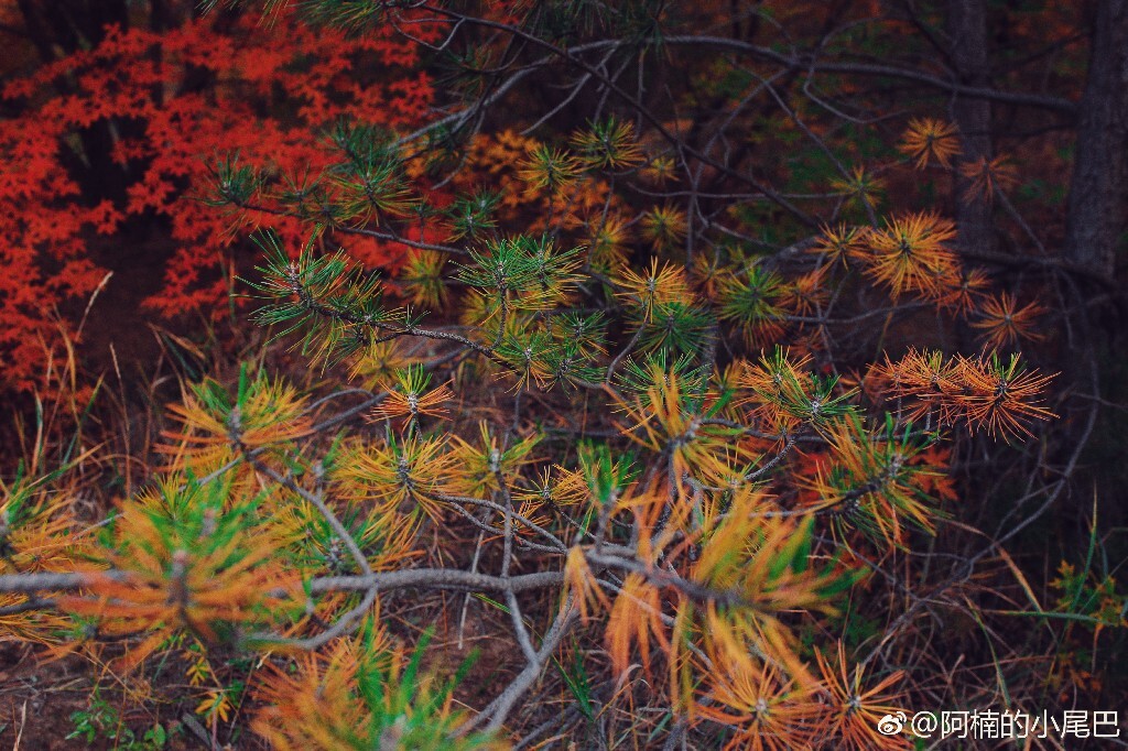 赤峰秋色 - 阿楠的小尾巴 - 图虫网 - 最好的摄影