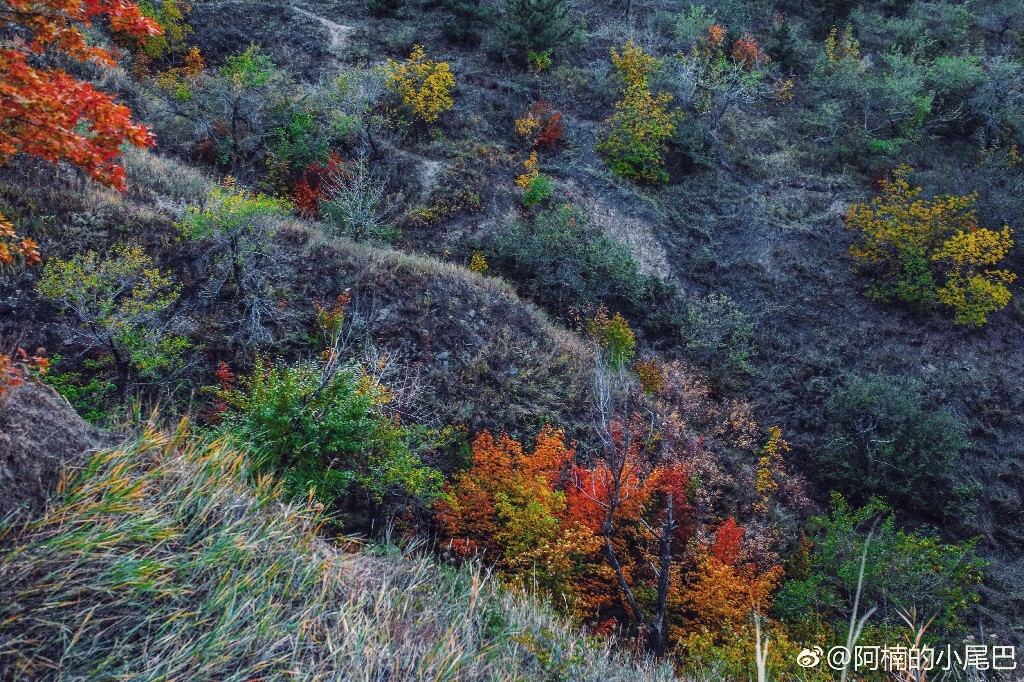 赤峰秋色 - 阿楠的小尾巴 - 图虫网 - 最好的摄影