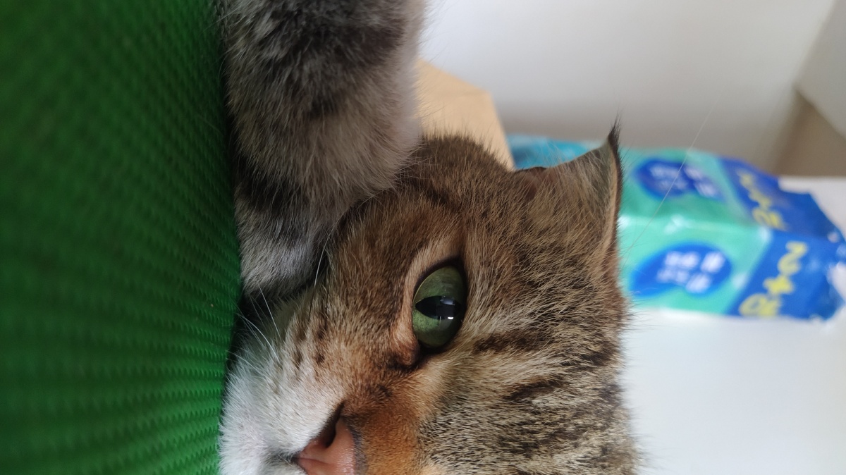 高冷的猫帅气的猫