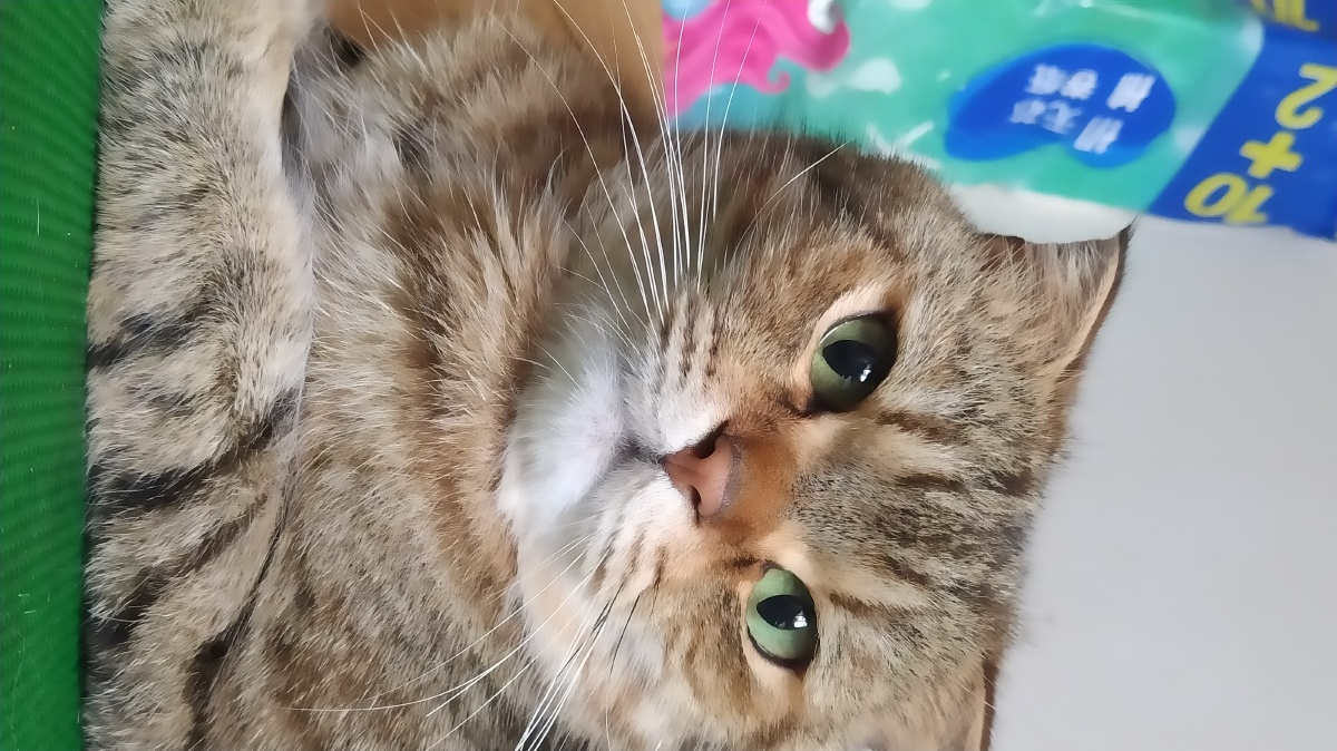 高冷的猫帅气的猫