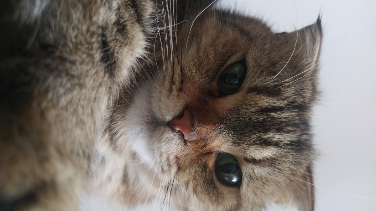 高冷的猫帅气的猫