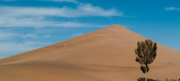 沙丘和树