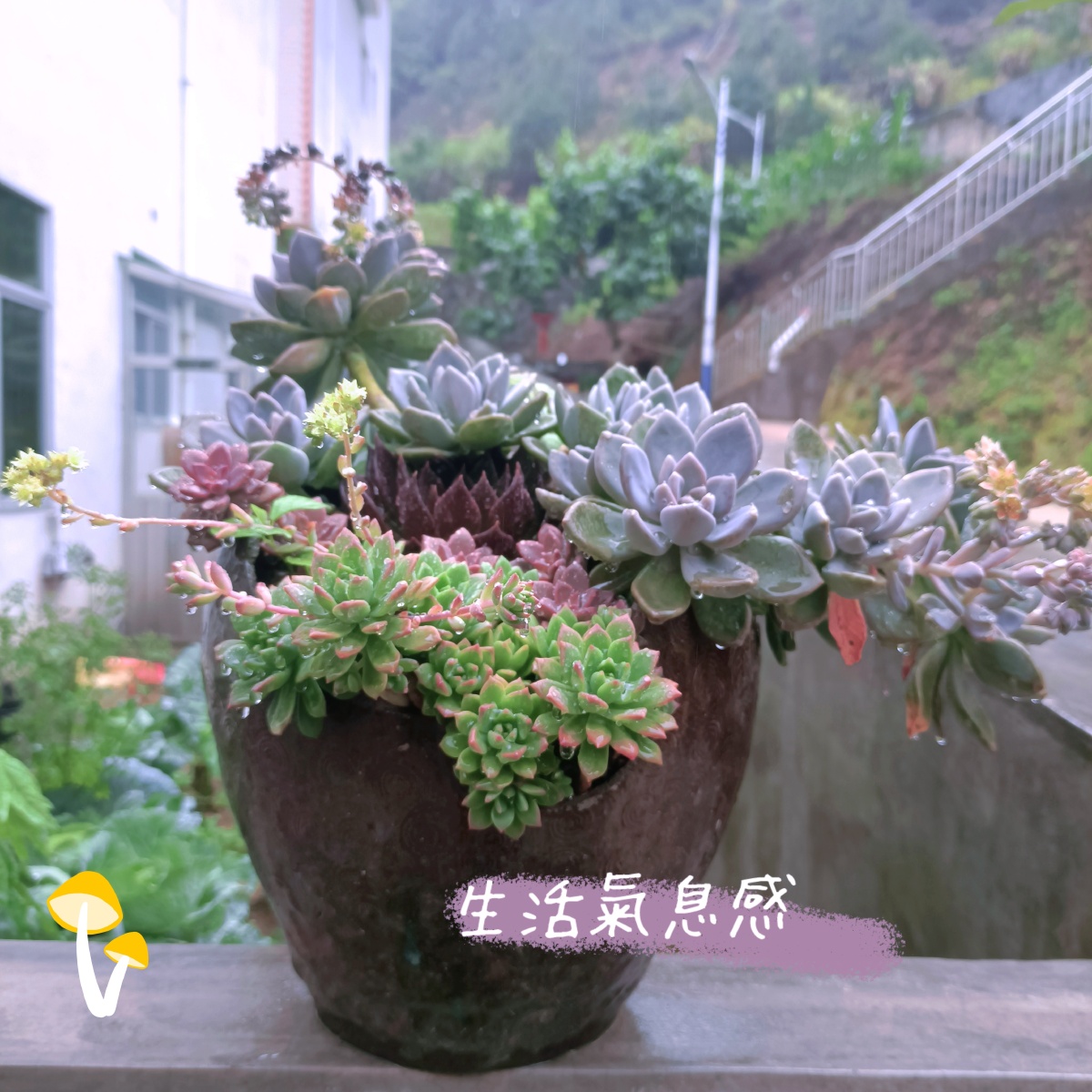 家里酒缸坏了拿来种花