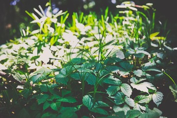 _MG_6694.jpg