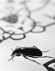 insectarium3