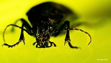 insectarium4