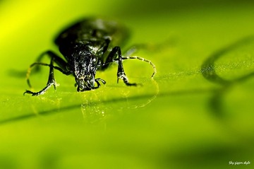 insectarium5