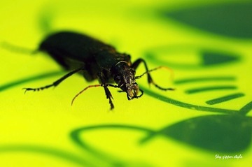 insectarium6
