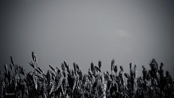 lost color_6.jpg