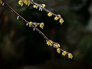 _DSF0040