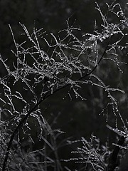 _DSF0022