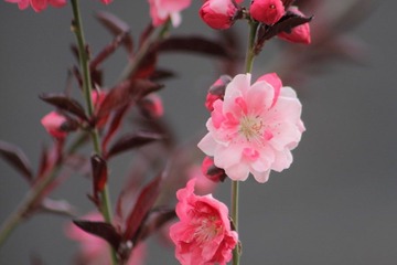 姹紫嫣红.JPG