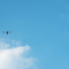 S0771279.jpg