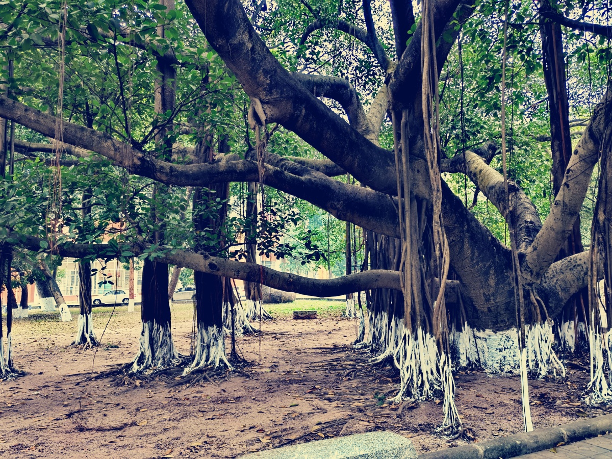独木真的能成林神奇榕树气生根宛如树干