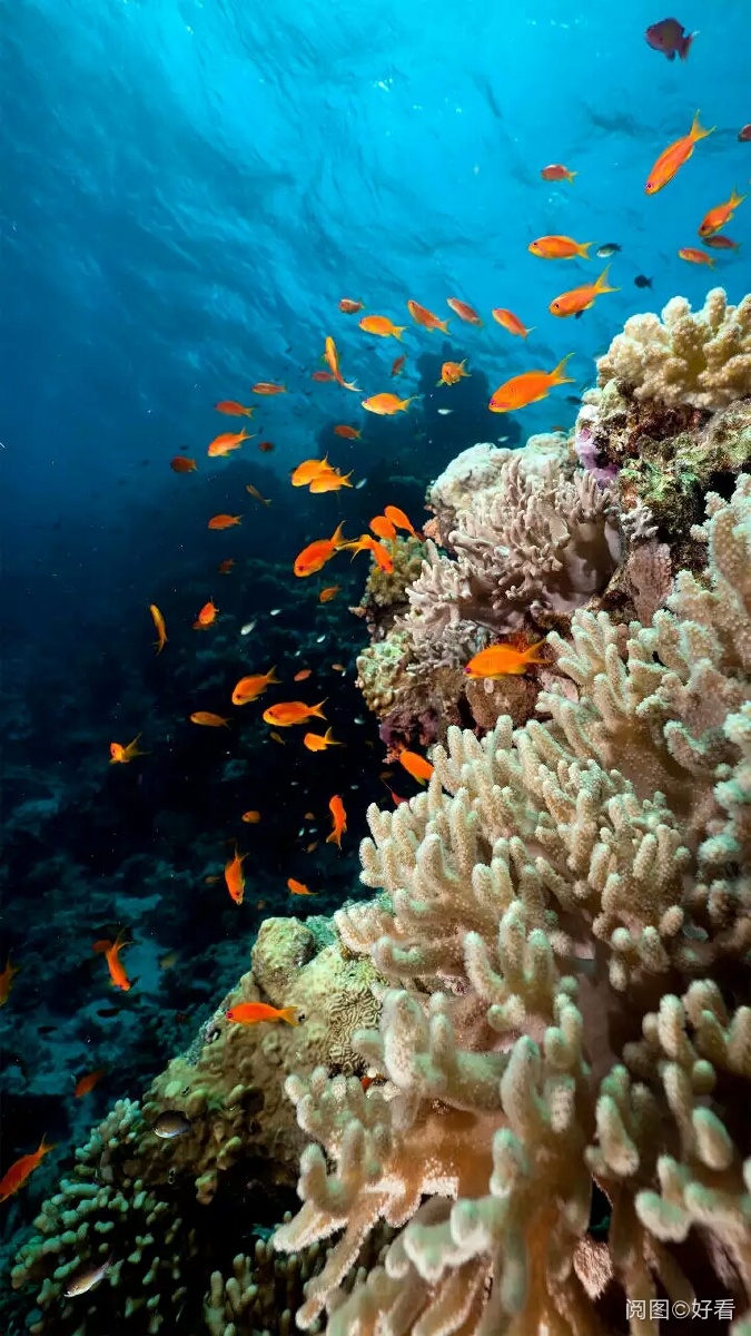 月光在海面上,漂亮的小鱼在海里愉快的玩耍!