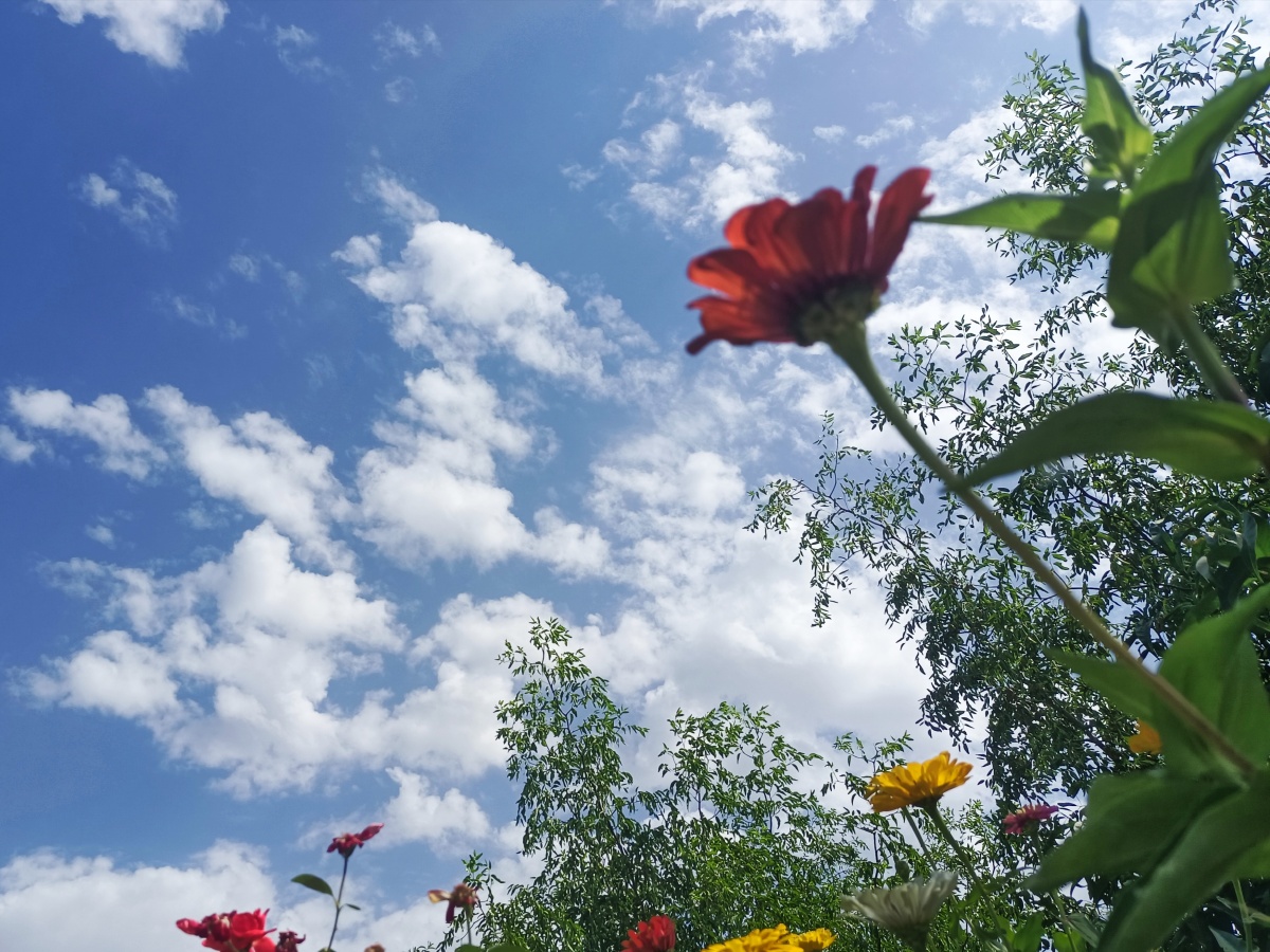 蓝天白云花相伴 - 云子乘铭 - 图虫