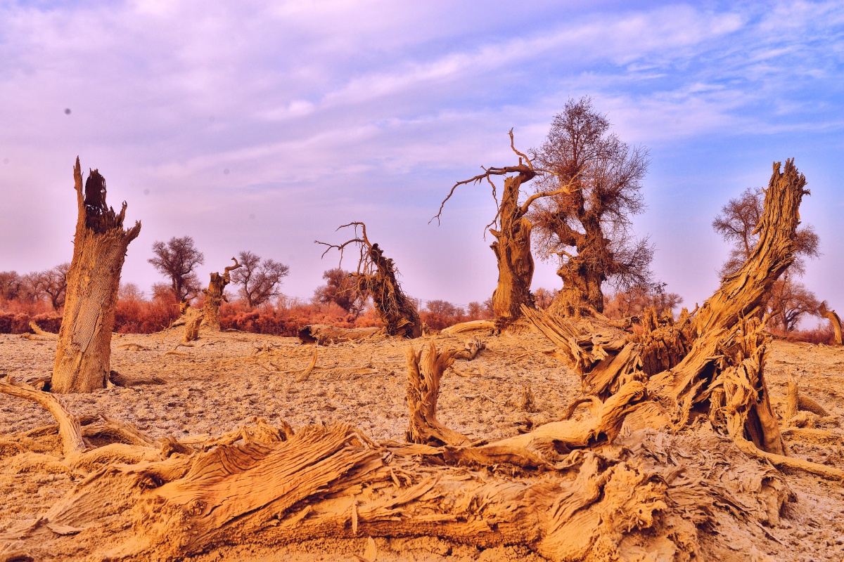大漠胡杨之千姿百态