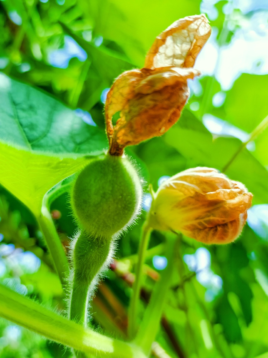 葫芦娃 - 云子乘铭 - 图虫