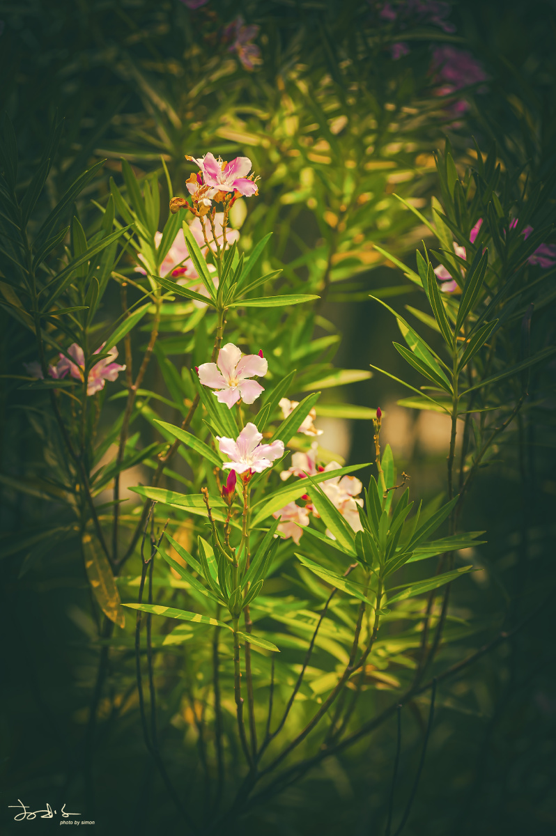 花卉夹竹桃欧洲夹竹桃