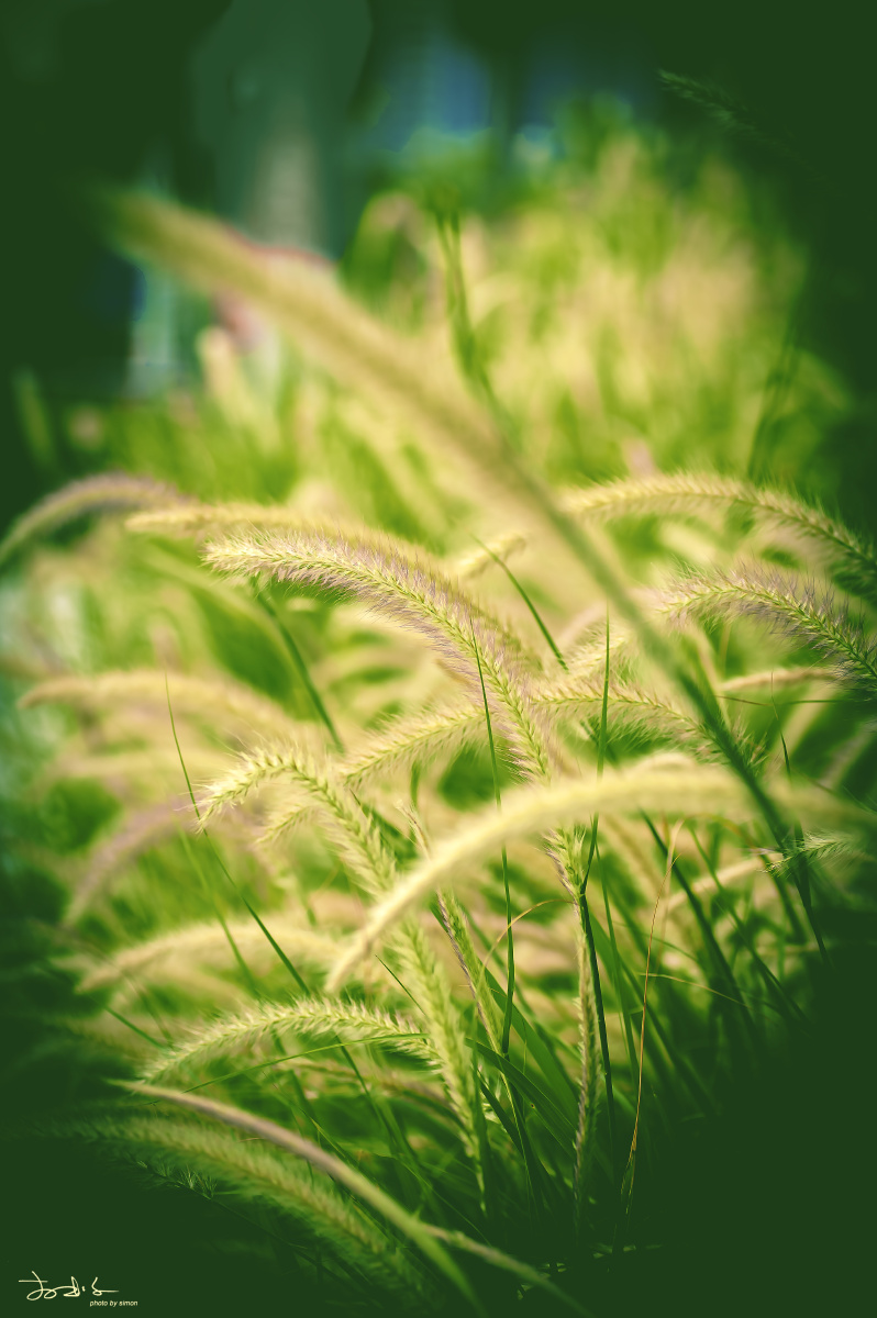 绿植大狗尾草法式狗尾草