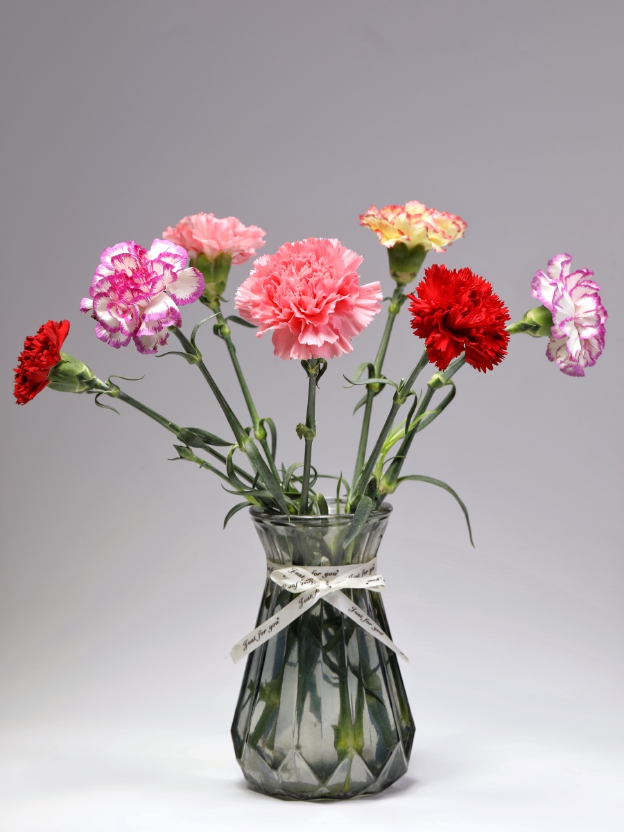 家里养的康乃馨 - whuwdj - 图虫