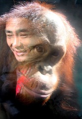隔着玻璃看猩猩的人