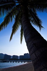 palm.jpg