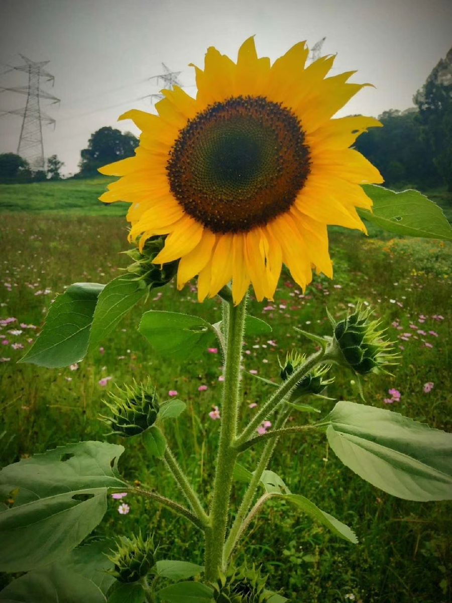 把近在身边的事物拍成美好瞬间的图片做为人生风景的珍贵留念心若向阳