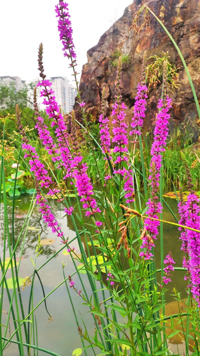 不知道什么野花长在水边挺漂亮的