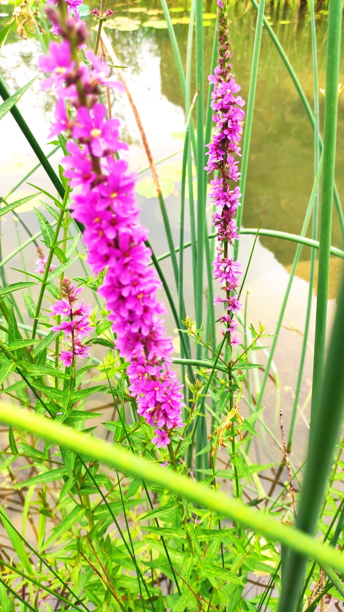 不知道什么野花长在水边挺漂亮的