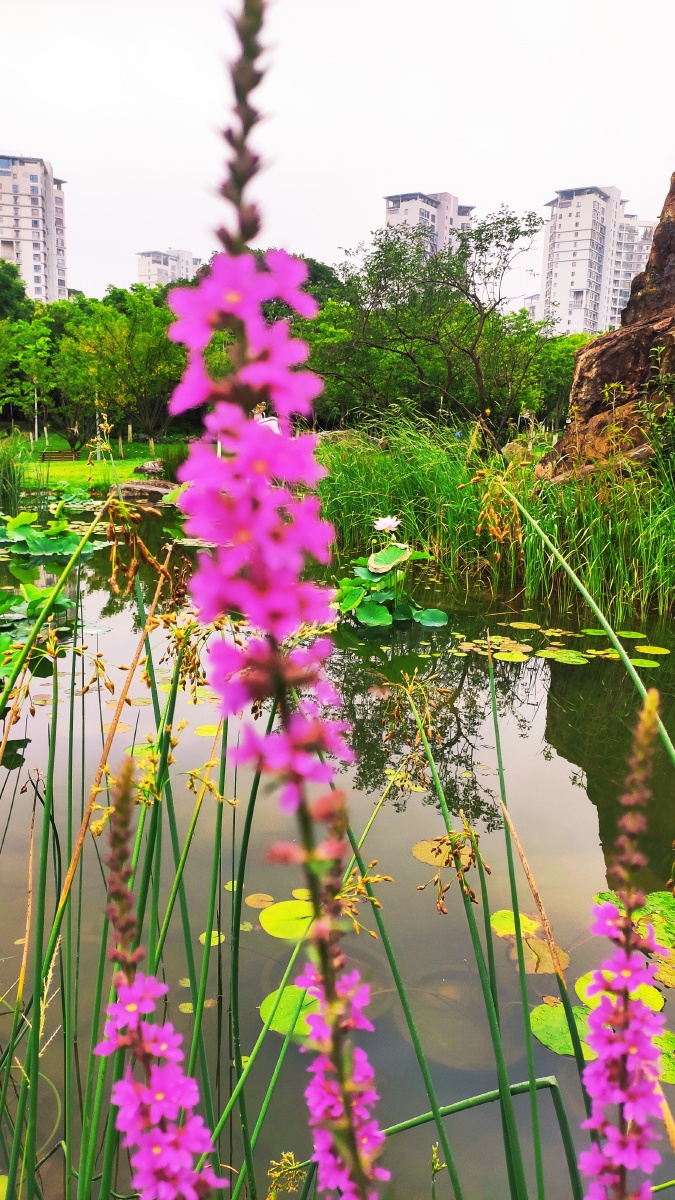 不知道什么野花长在水边挺漂亮的