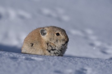 72919