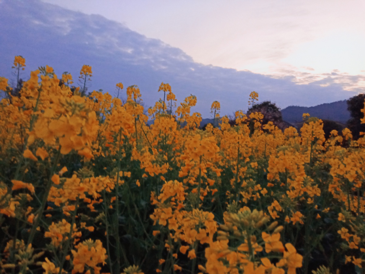 季夏之月腐草为萤