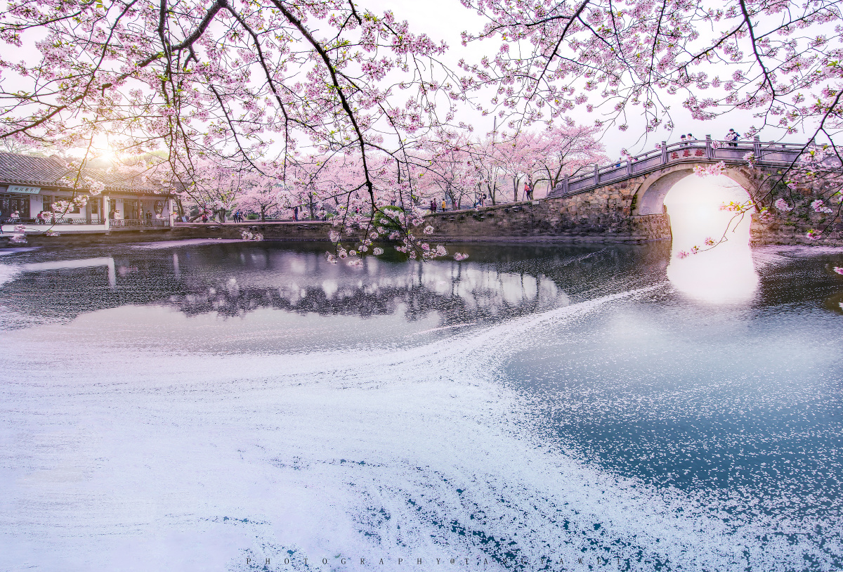 长春桥樱花