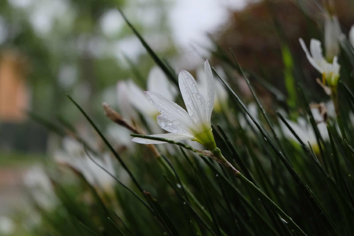 雨中的小白花