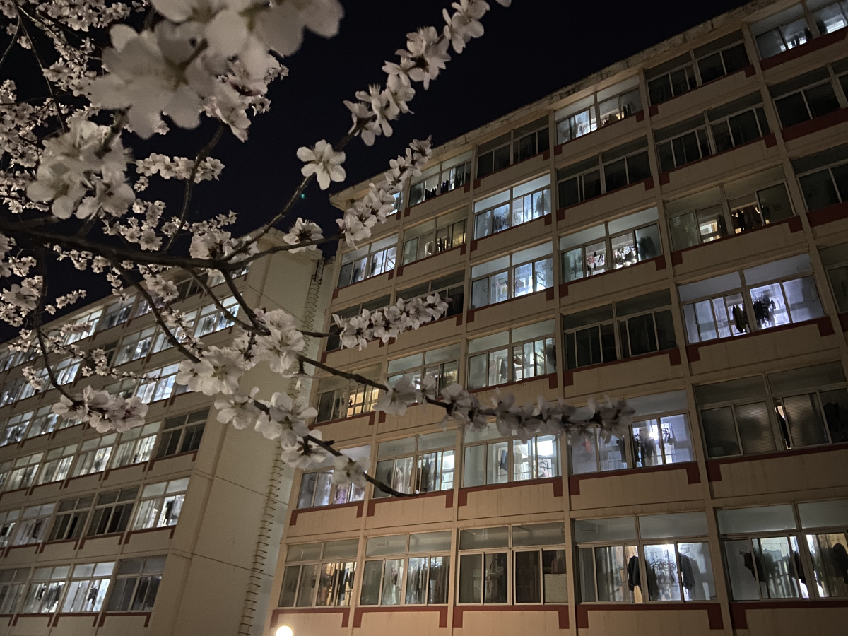 宿舍楼下的桃花