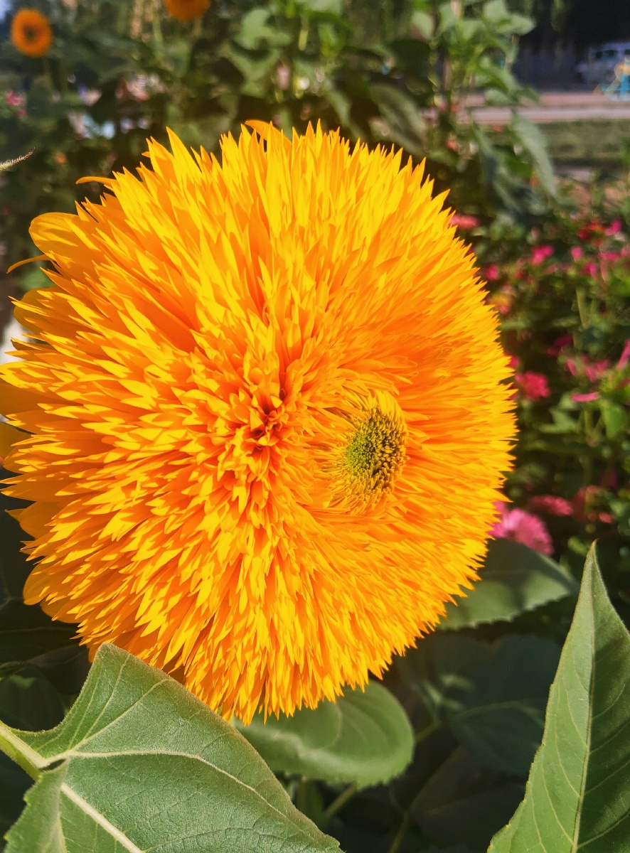 千瓣葵又名矮生葵花一年生草本植物和向日葵是近亲喜温暖向阳环境不