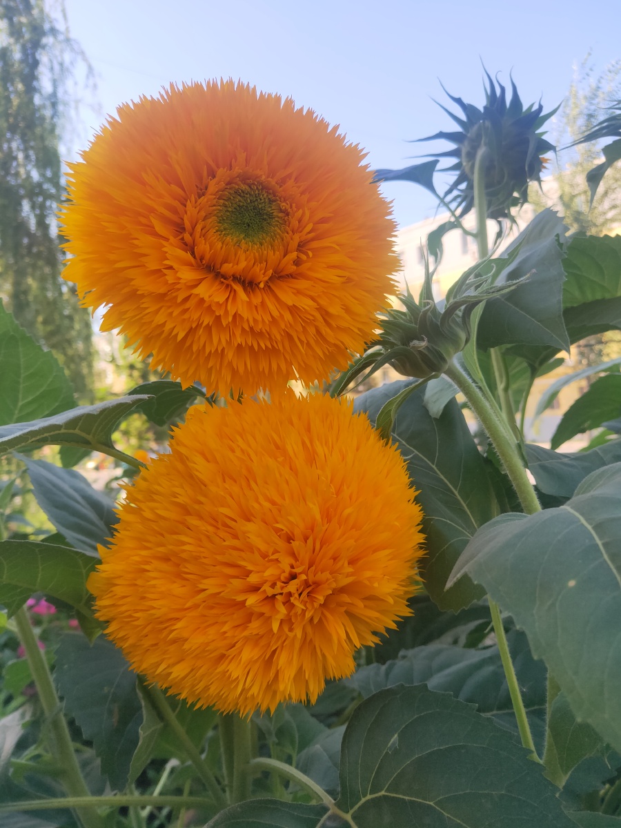 千瓣葵又名矮生葵花一年生草本植物和向日葵是近亲喜温暖向阳环境不