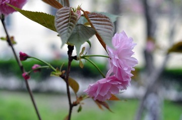 DSC_4685.jpg