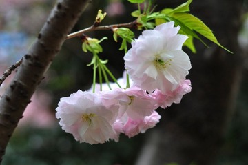 DSC_4692.jpg